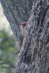 Picus viridis