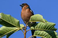 Fringilla coelebs