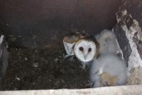 Tyto alba