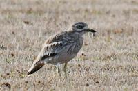 Burhinus oedicnemus