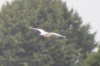 Bubulcus ibis