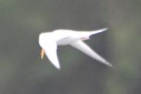 Sternula albifrons