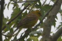 Emberiza citrinella