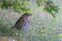 Turdus philomelos