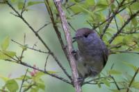 Sylvia atricapilla