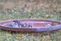 Cyanistes caeruleus
