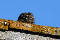 Athene noctua