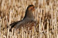 Perdix perdix