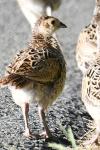 Phasianus colchicus