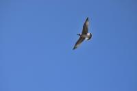Larus michahellis