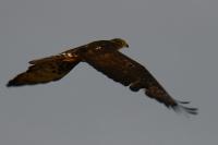 Pernis apivorus