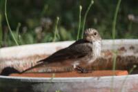 Muscicapa striata