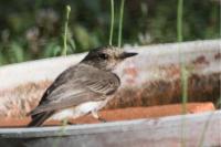 Muscicapa striata