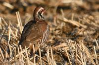 Alectoris rufa