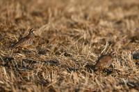 Alectoris rufa