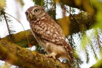 Athene noctua