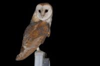 Tyto alba