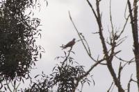 Streptopelia turtur