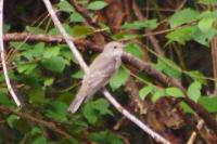 Muscicapa striata