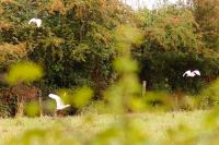 Bubulcus ibis