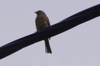 Emberiza cirlus