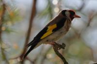 Carduelis carduelis