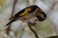 Carduelis carduelis
