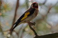 Carduelis carduelis