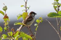 Passer domesticus