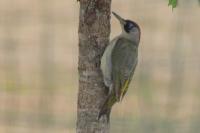Picus viridis