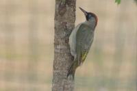 Picus viridis
