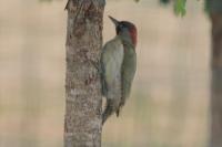 Picus viridis