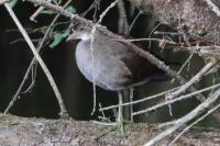 Gallinula chloropus