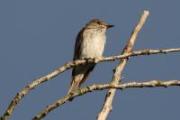 Muscicapa striata