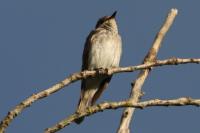 Muscicapa striata