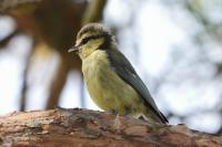 Cyanistes caeruleus