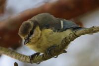 Cyanistes caeruleus