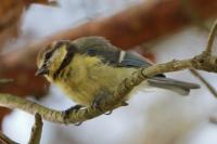 Cyanistes caeruleus