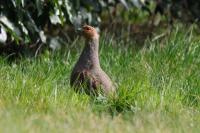 Perdix perdix