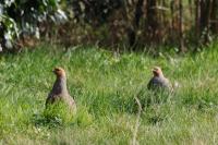 Perdix perdix