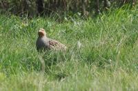 Perdix perdix