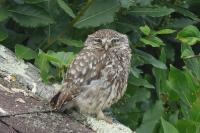 Athene noctua