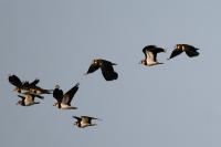 Vanellus vanellus