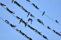 Hirundo rustica