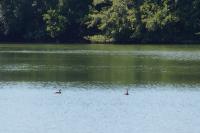 Podiceps cristatus