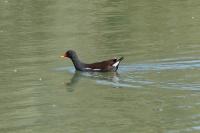 Gallinula chloropus