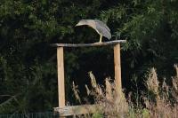 Nycticorax nycticorax