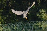 Nycticorax nycticorax