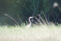 Ardea purpurea
