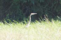 Ardea purpurea